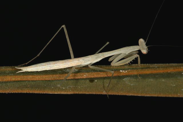Miomantis sp.(Gambie)