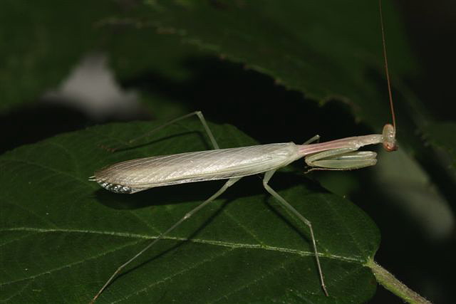 Miomantis sp.(Gambie)