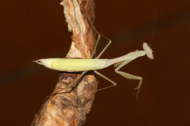 Miomantis sp.(Gambie)