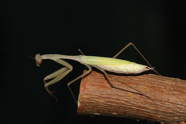 Miomantis sp.(Gambie)