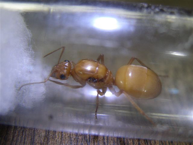 Myrmecocystus mexicanus