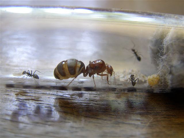 Myrmecocystus mimicus