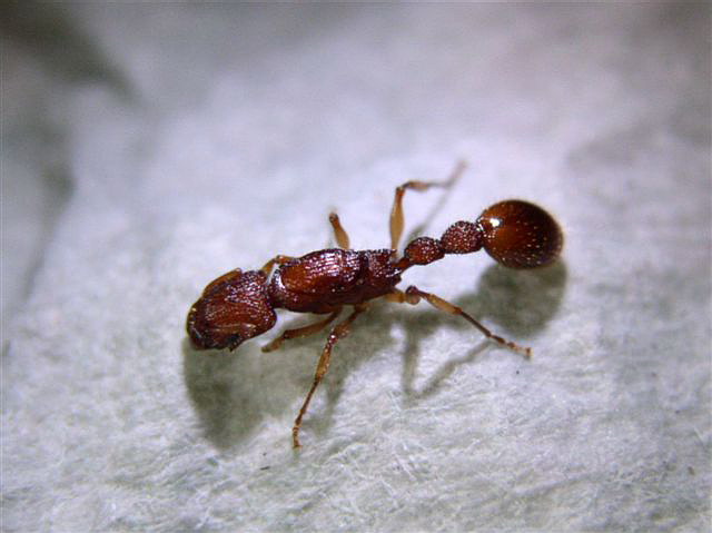 Myrmica sp.(Thajsko)