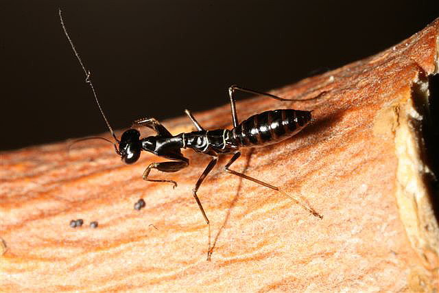 Odontomantis planiceps