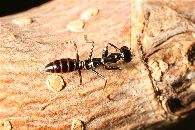 Odontomantis planiceps