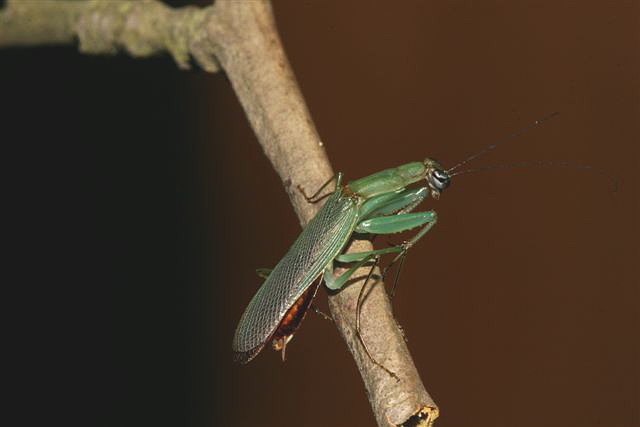 Odontomantis planiceps