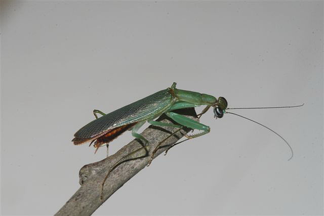 Odontomantis planiceps