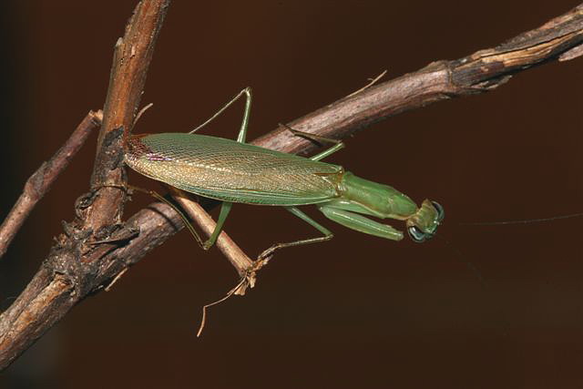 Odontomantis planiceps