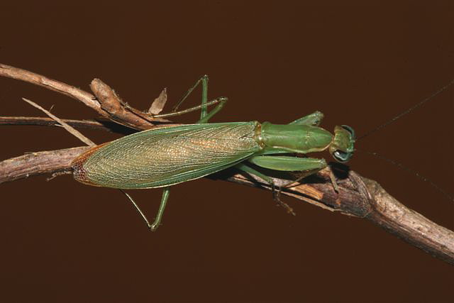 Odontomantis planiceps