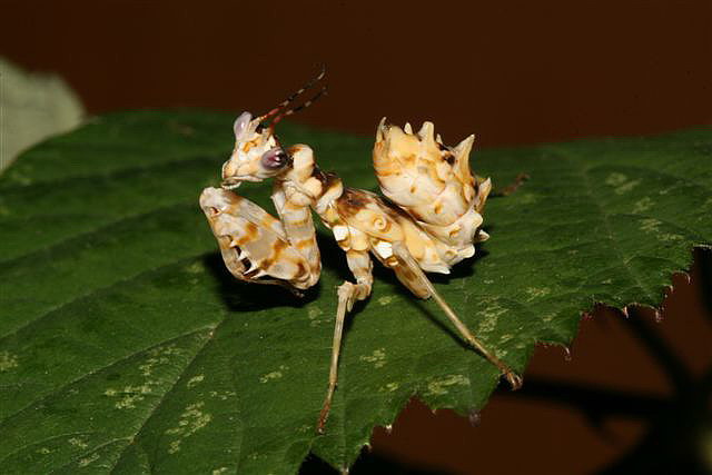 Pseudocreobotra ocellata