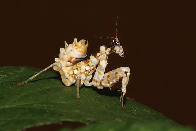 Pseudocreobotra ocellata