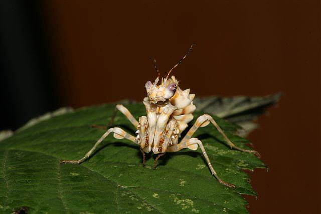 Pseudocreobotra ocellata