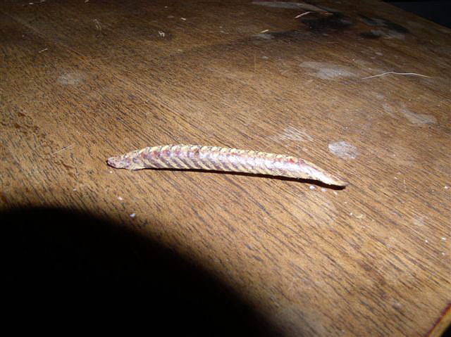 Ootka Creobroter gemmatus