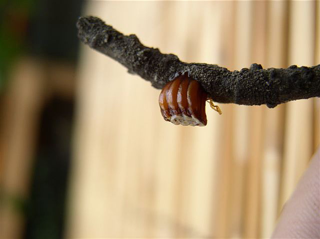 Ootka-Ceratomantis saussurii