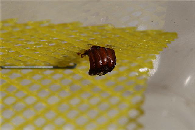 Ceratomantis sp.(Thajsko)