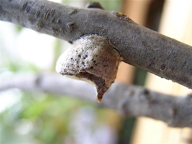 Ootka-Euchomenella macrops