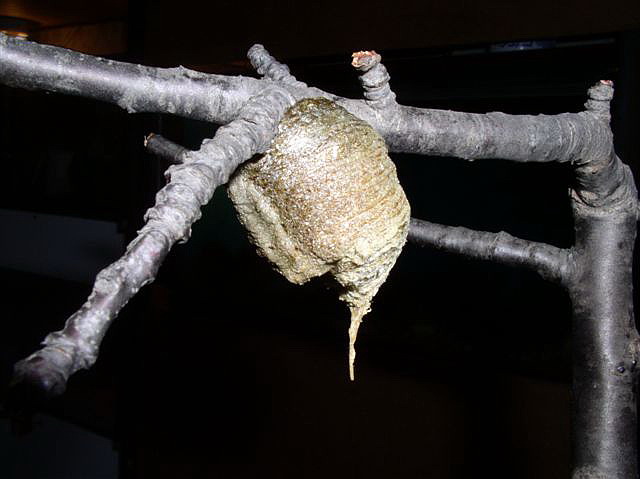 ootka-Plistospilota sp.