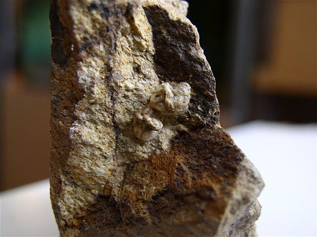 Ootky-Ameles decolor