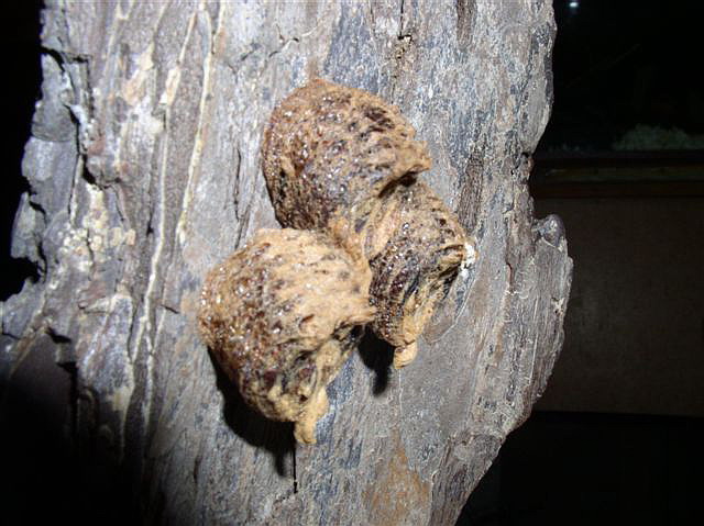 ootky-Derplatys dessicata