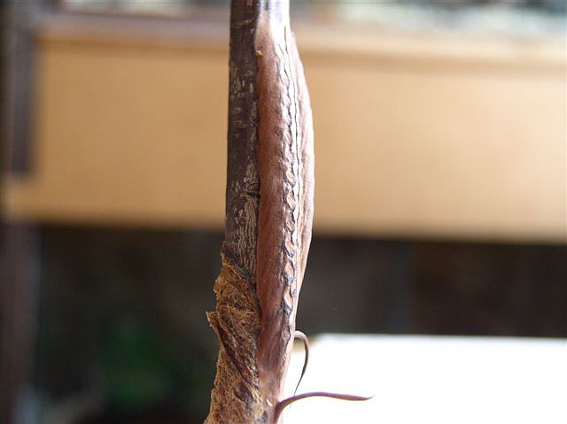 ootky-Phyllocrania paradoxa