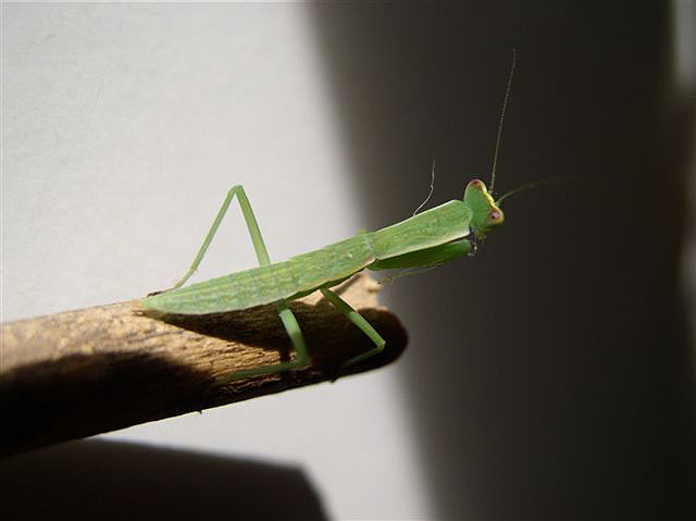 Orthodera novaezealandiae