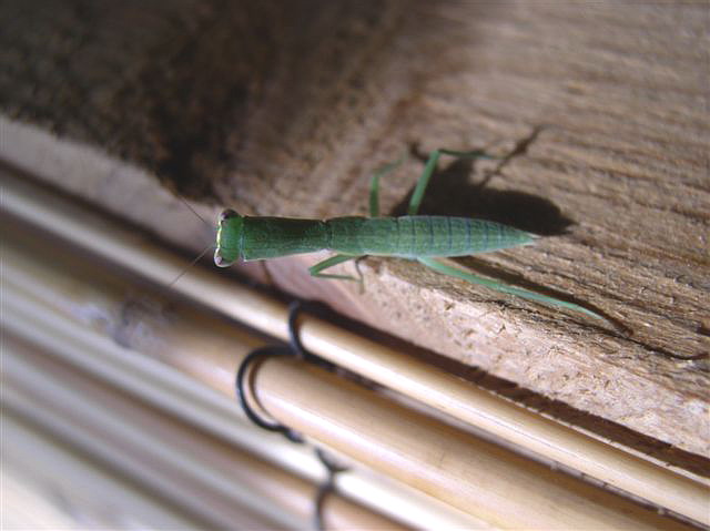 Orthodera novaezealandiae