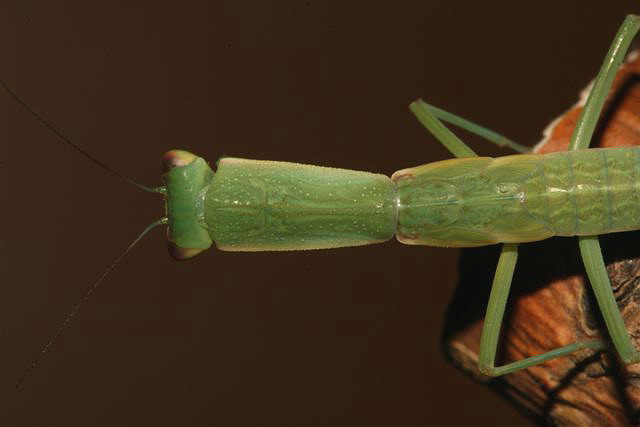 Orthodera novaezealandiae