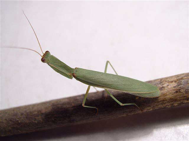 Orthodera novaezealandiae