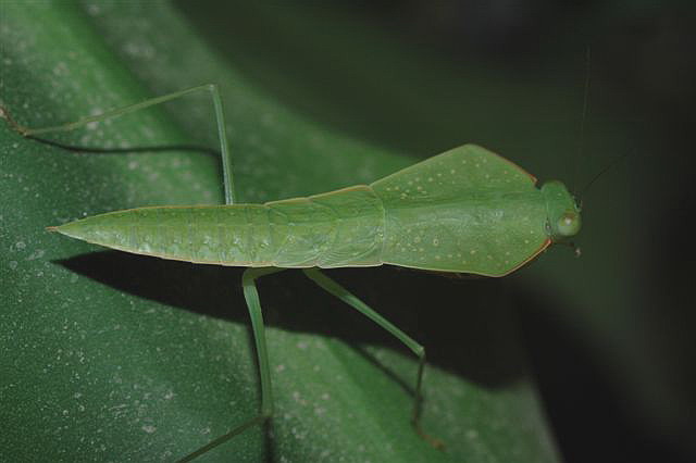Asiadodis yunnanensis
