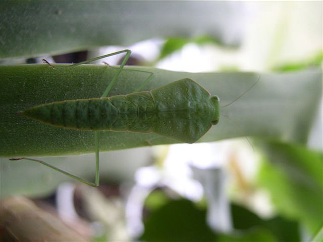 Asiadodis yunnanensis