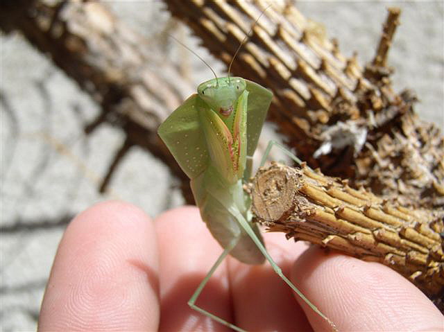 Asiadodis yunnanensis