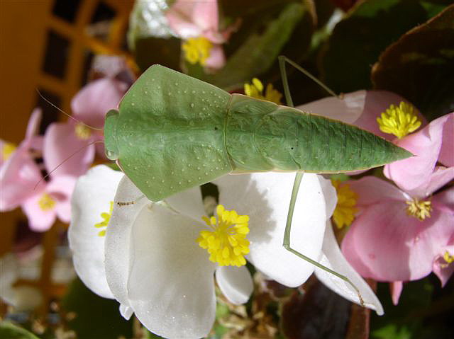Asiadodis yunnanensis