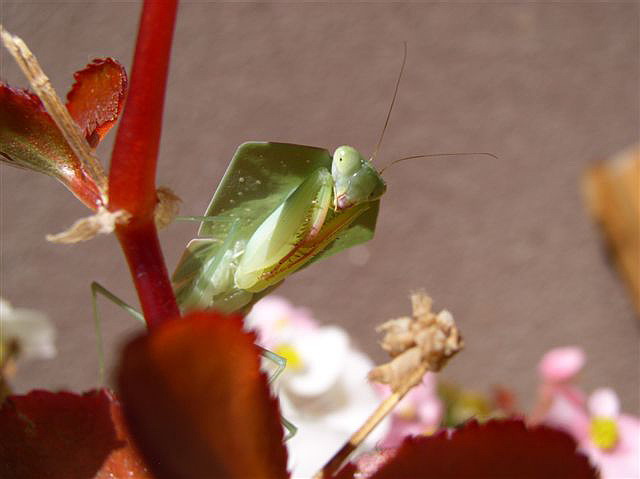 Asiadodis yunnanensis