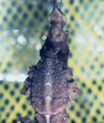 Phyllocrania paradoxa-samec