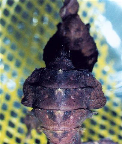 Phyllocrania paradoxa-samice