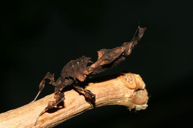 Phyllocrania paradoxa