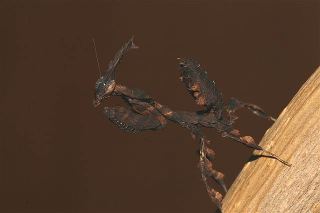 Phyllocrania paradoxa