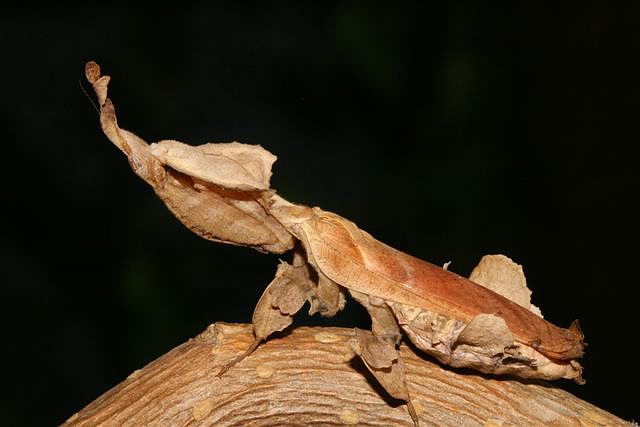 Phyllocrania paradoxa