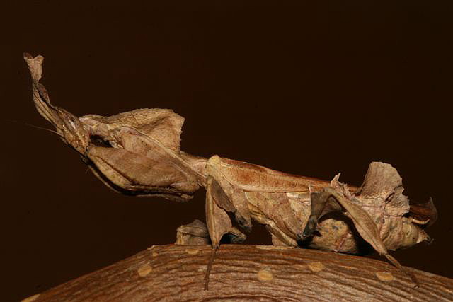 Phyllocrania paradoxa