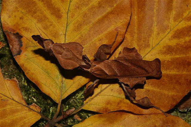 Phyllocrania paradoxa