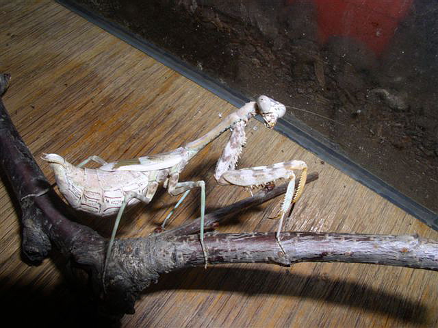 Parasphendale affinis