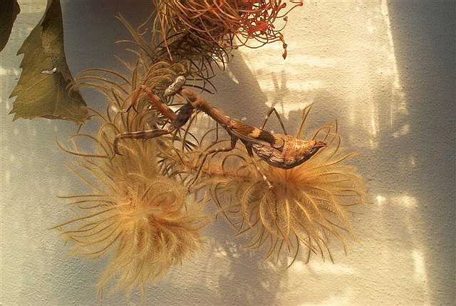 Parasphendale affinis