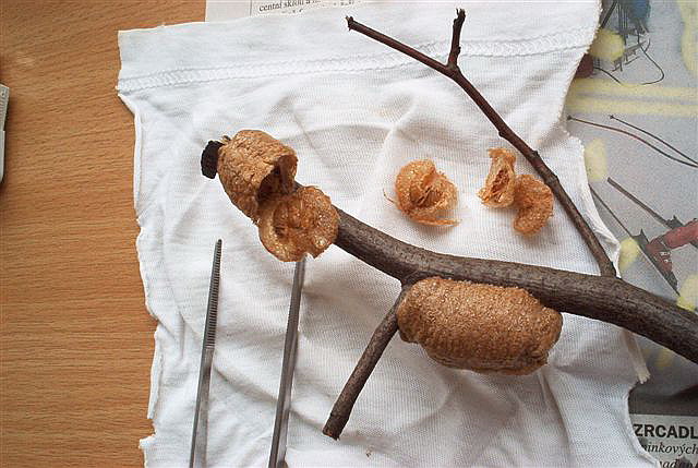 ootky-Parasphendale affinis