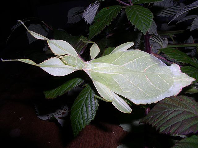 Phyllium sp.