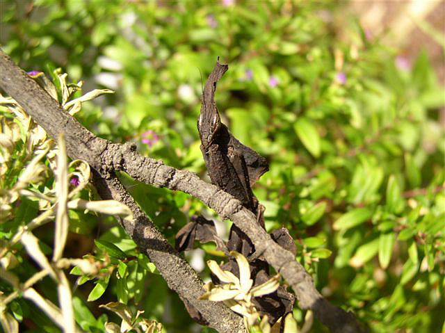 Phyllocrania paradoxa