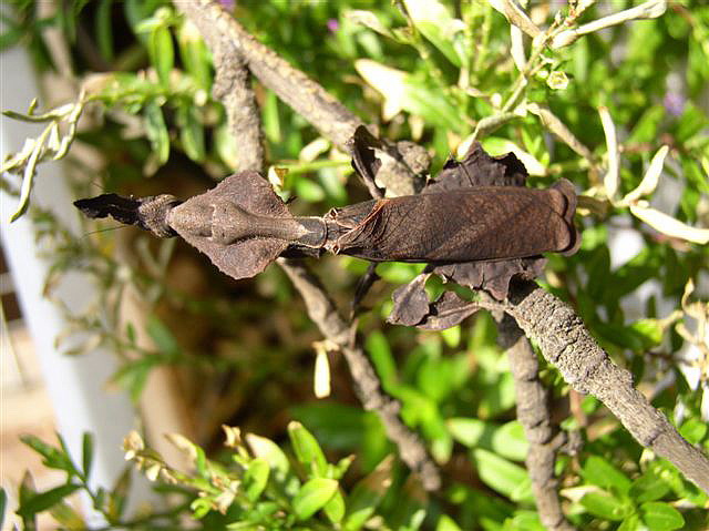 Phyllocrania paradoxa