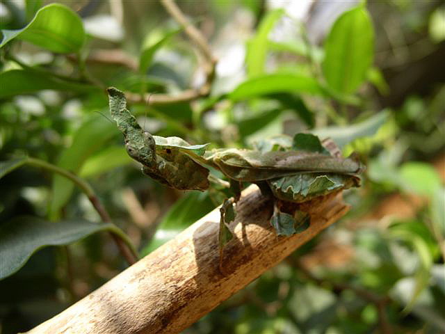 Phyllocrania paradoxa