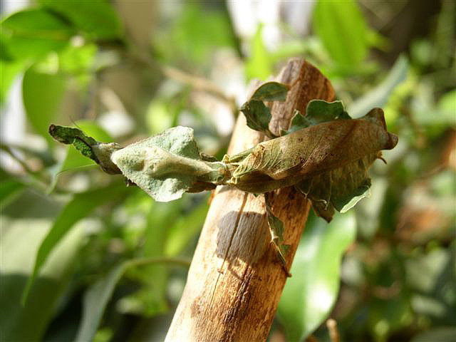 Phyllocrania paradoxa