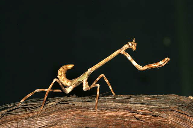 Phyllovates chlorophaea