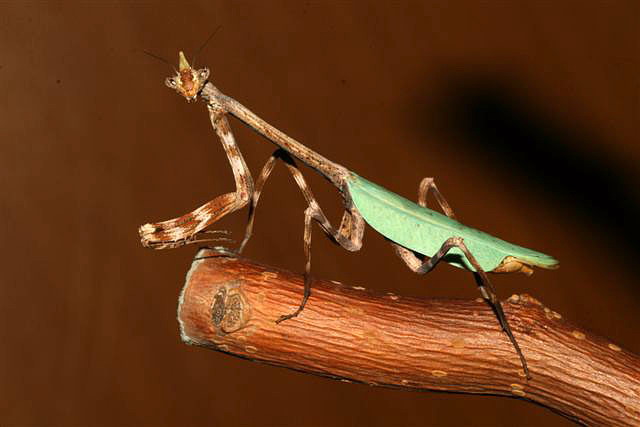 Phyllovates chlorophaea